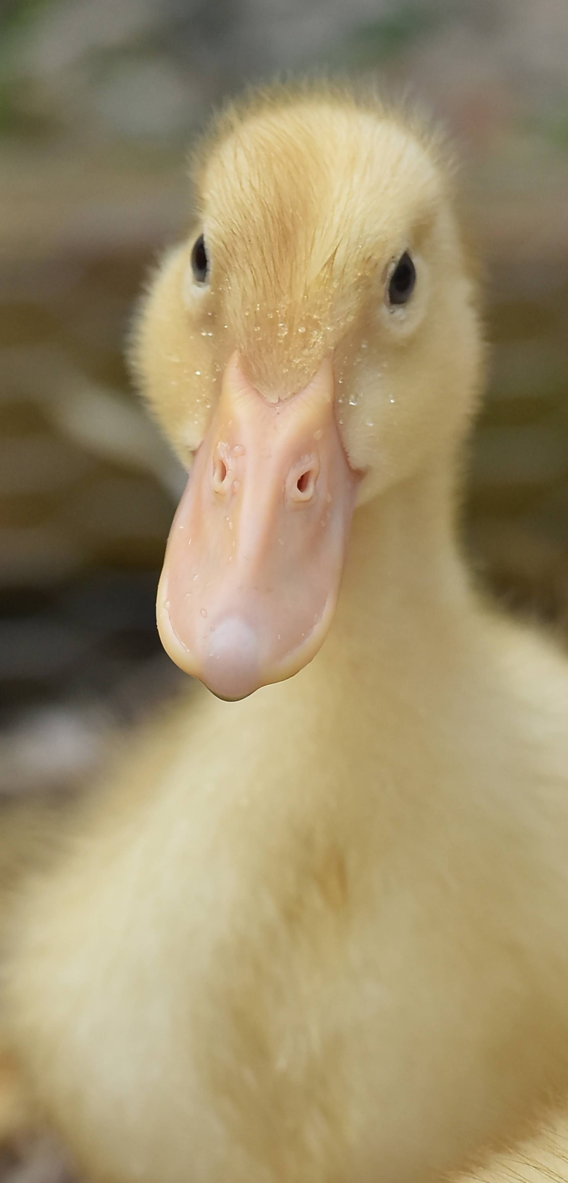 Kupila patke i spasila ih od lonca, a čuvaju ih psi iz azila