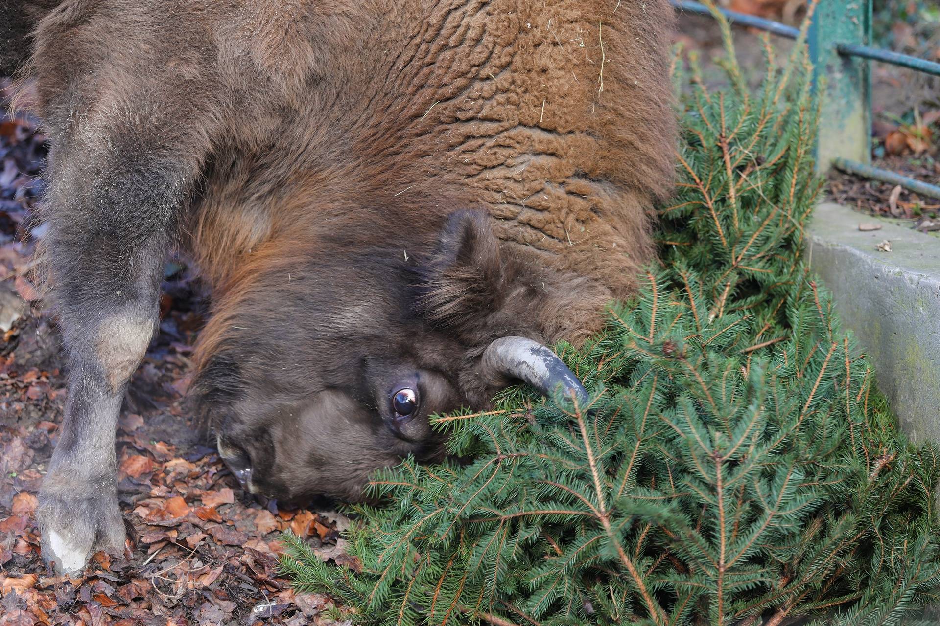 Podjela božićnih drvaca životinjama u zagrebačkom zoološkom vrtu