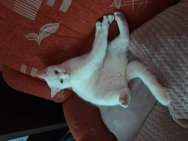 SUPER FOTKE vaših ljubimaca! Neki bi mogli biti viralni hit, ali svi su jednostavno neodoljivi