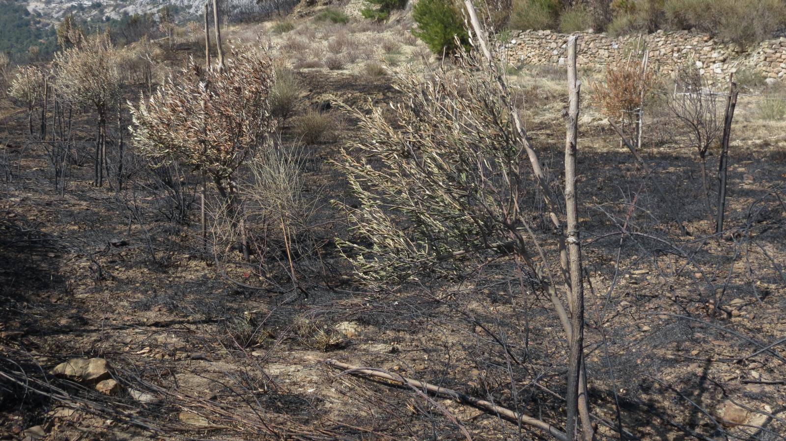 Požar u Smokvici se proširio: 'Još je velika borba pred nama'