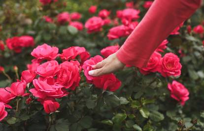 Genijalan trik: Evo kako otjerati nametnike s ruža u sekundi