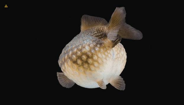 FOTO Ovo su najotrovnije životinje na svijetu: Australci, nije vama nimalo lako dolje...