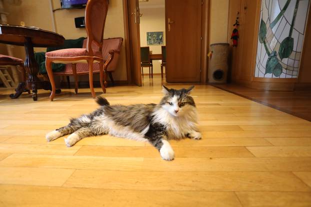 Miško ostaje prvi mačak Grada Rijeke i tijekom mandata Ive Rinčić