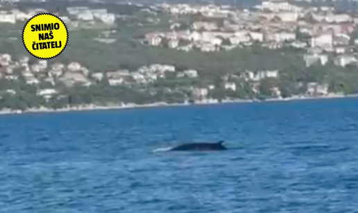 VIDEO E, ovo se ne viđa često! Veličanstveni kit zaplivao u Opatiji: Bio je 30 metara od nas