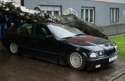 Osijek: Jak vjetar srušio stablo na BMW i uništio ga