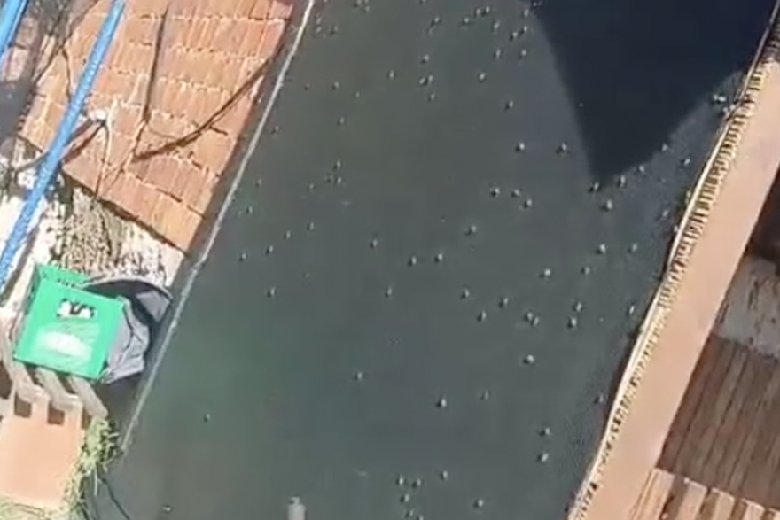 Smrdljivi martini kod Okučana