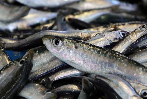 Šibenik: Ponuda ribe na korizmeni petak