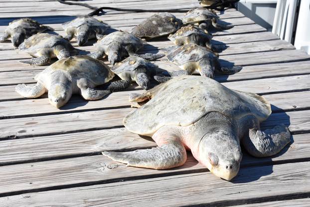 A group of cold-stunned turtles is seen after being rescued following extreme cold weather on St. Joseph Peninsula