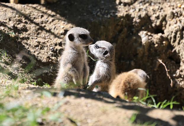 Zagreb: Tri mladunca merkata novi su stanovnici Zoološkog vrta