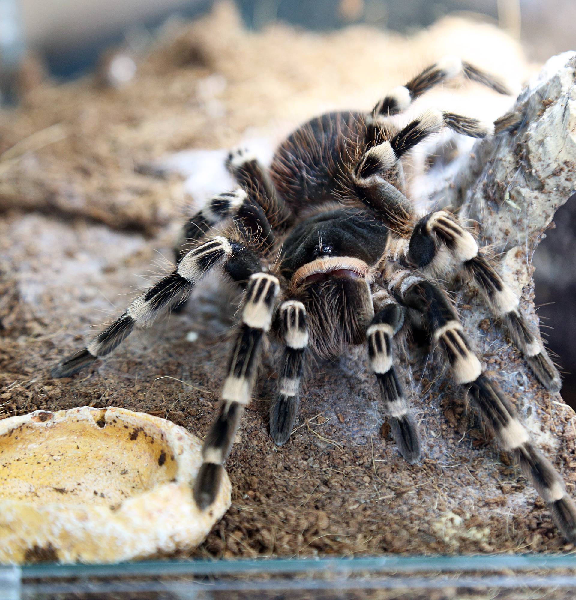 Marko je kralj tarantula: Ima ih 150, a pokrenuo je i posao...