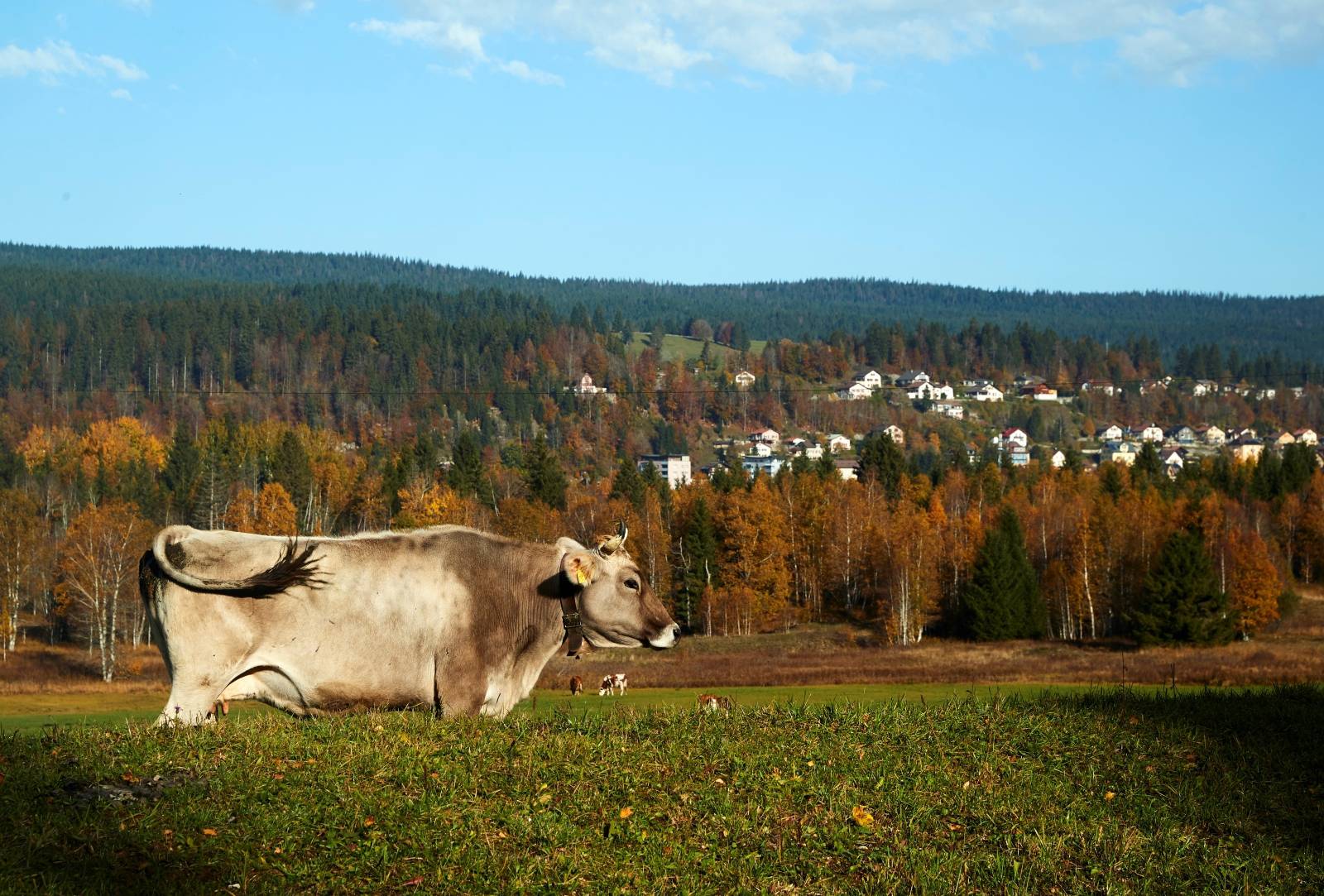 A cow grazes in a field on a sunny autumn day in the Valley de Joux near Le Chenit