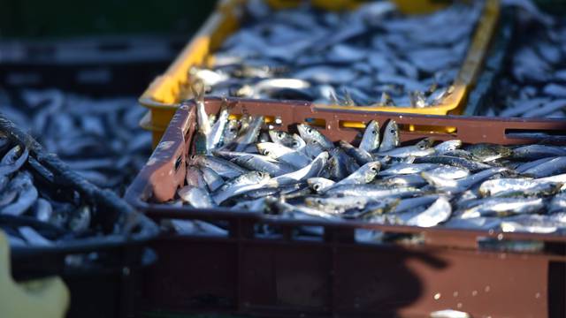 UN upozorava: Konzumacija ribe u svijetu posve neodrživa