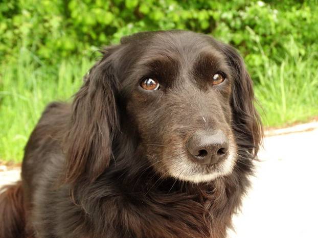 FOTO Ovi preslatki psići iz Noine Arke traže obitelj i stalni dom