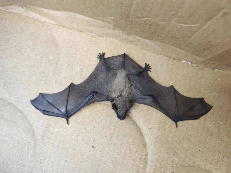 Jeste li ih vi vidjeli? Iz Dumovca poslali apel građanima: 'Ne uzimajte ih. Mama ih traži...'