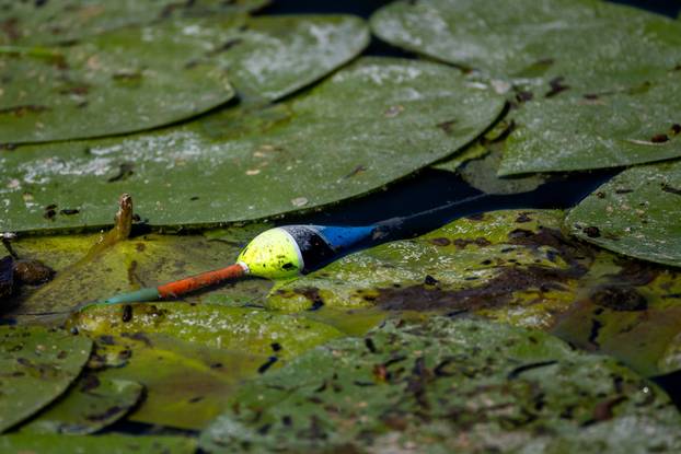 Zagreb: Biljni i životinjski svijet na jezeru Savica