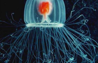 Otkrili su vrstu meduze koja može prevariti smrt