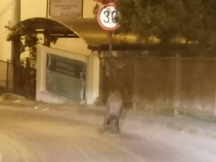 VIDEO Vepar šetao Zagrebom, išao lijevo, desno i šnjofao cestu