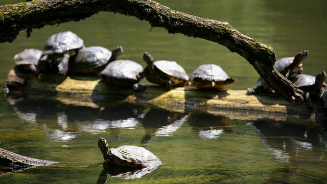 Zagreb: Crvenouhe kornjače sunčaju se na površini jezera