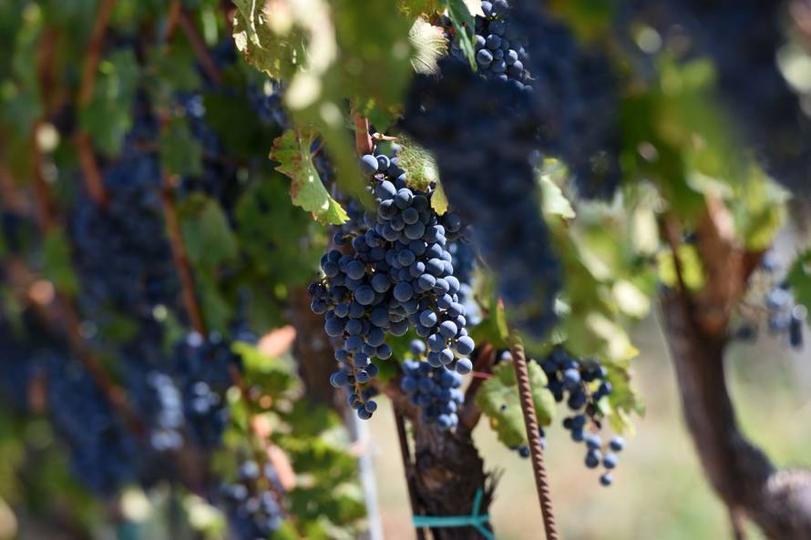 Slovenija se žalila Europskoj komisiji zbog istarskog terana