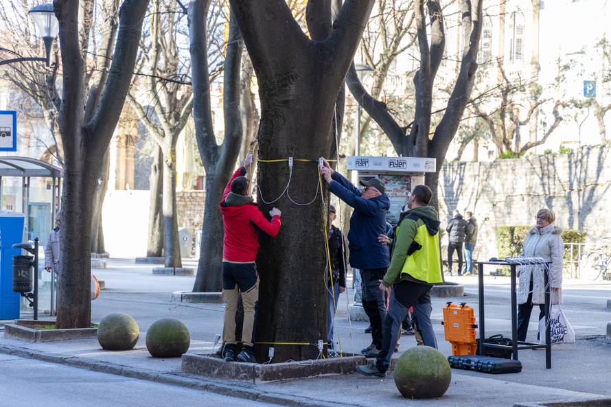 Pula: Snimanje zdravstvenog stanja svih stabala Ladonje na Giardinima