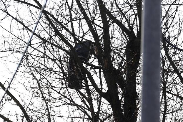 Zagreb: Teretni padobran zaglavljen u krošnji na mjestu pada letjelice