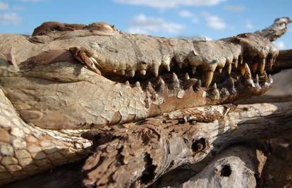 Pomor krokodila u Južnoafričkoj republici