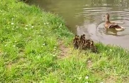 Azil Dumovec spasio patku i njenih 11 pačića: 'Čuvajte ih!'