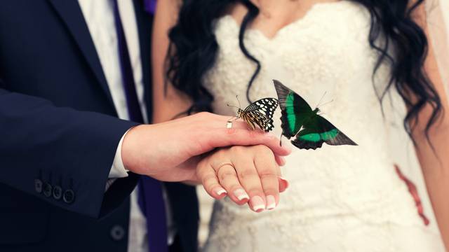 groom the bride and a butterfly in hands