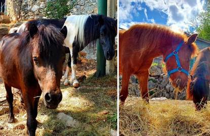 Ovo su poniji i kobila koji su u agoniji uginuli u ZOO-u u Splitu
