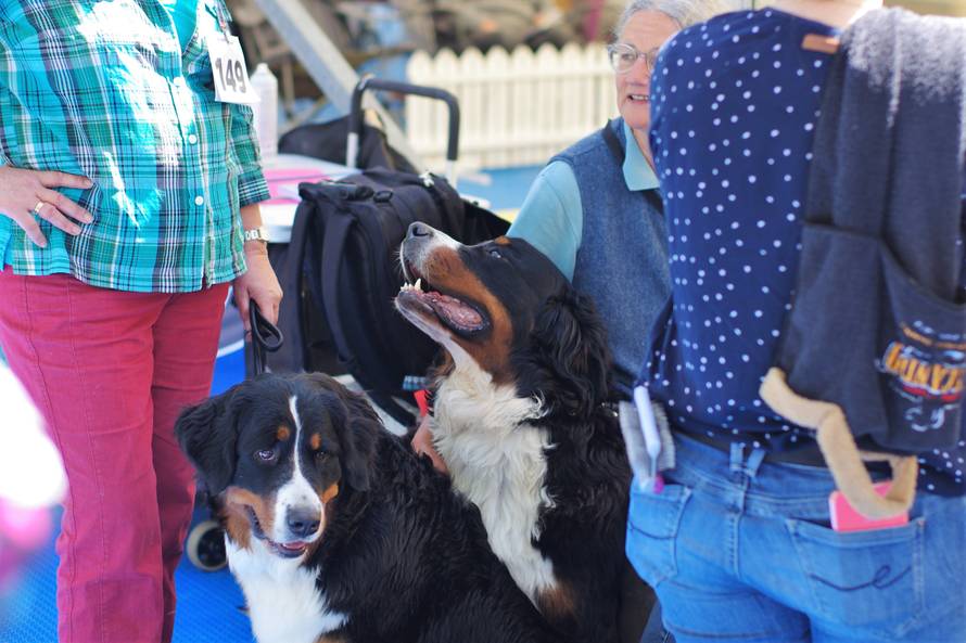 Pseći show: Američki golokoži u ringu s moskovskim čuvarom