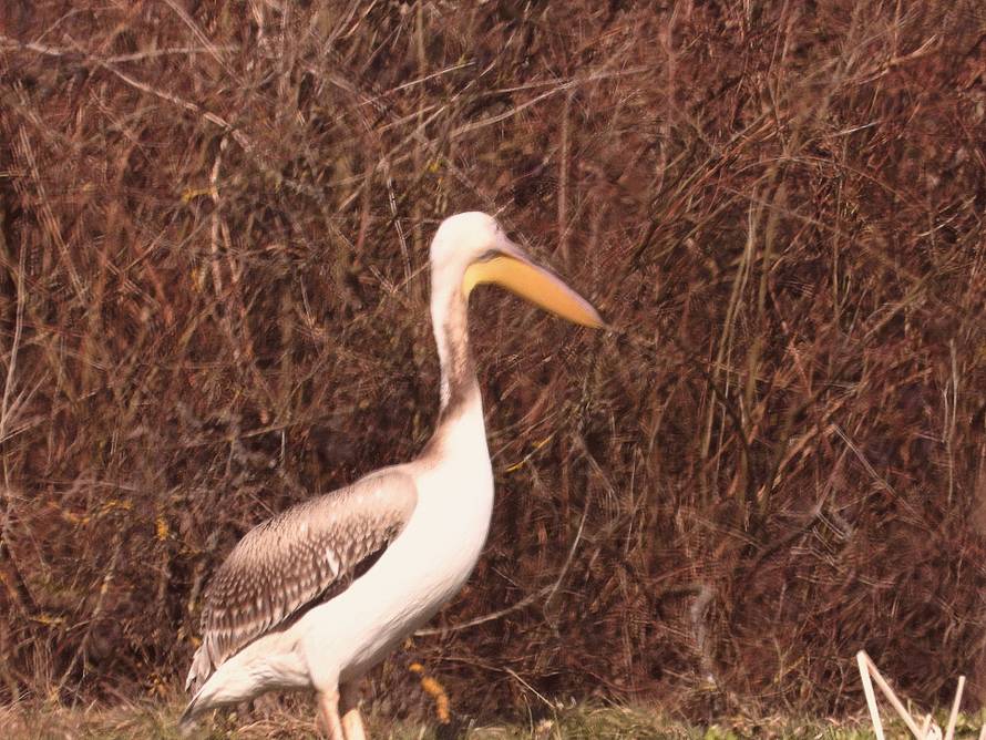 Na slavonski ribnjak sletio je pelikan!: 'Oni u Hrvatskoj nisu viđenih posljednjih 100 godina'