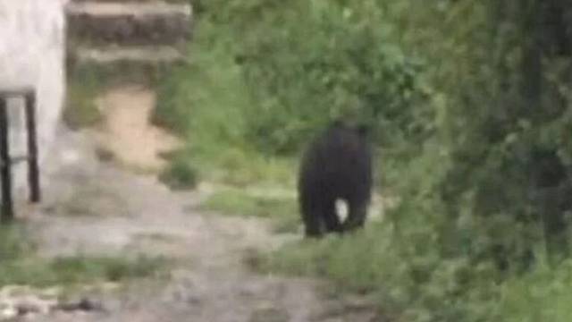 VIDEO Medvjed došetao do školskog dvorišta u Sarajevu: 'Roditelji, dolazite po djecu'