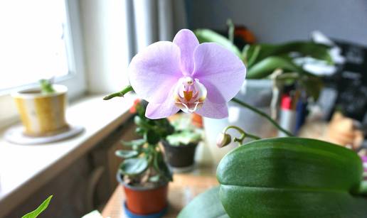 Idealna orhideja za svaku stranu svijeta: Phalaenopsis je idealan za istočne prozore