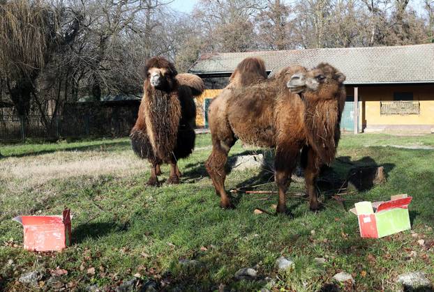 Tradicionalno darivanje životinja u zagrebačkom zoološkom vrtu na Štefanje