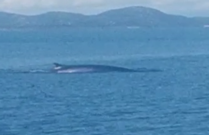 Spektakularna snimka kod Kornata: 'Vidija san kitove u oceanima, ali ne kod Murtera'