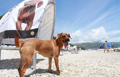 Kupat će se zajedno s ljudima: Pasji život pod suncobranom 