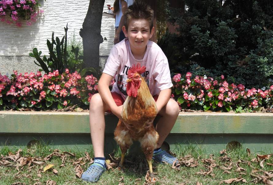 Ima strašnog i lijepog pijetla: ‘Moj Jura je mister Hrvatske’