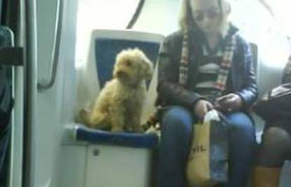 Uvela je psa u tramvaj pa ga još posjela na sjedalo