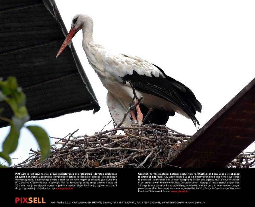 Ivica Galović/PIXSELL