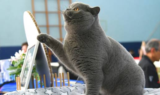 FOTO Preslatke mace osvojile Bjelovar! Pogledajte zvijezde me&dstrok;unarodne izlo&zcaron;be