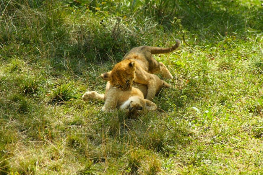 Mama ih pazi: Zagrebački lavići će se zvati Dunja i Mazalo?