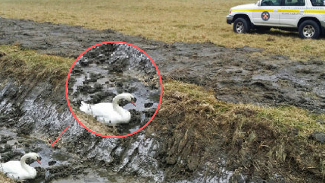Nesretni labud zapeo u kanalu, iz blata ga izvukli HGSS-ovci