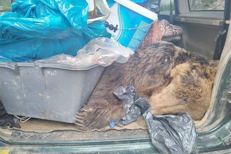 Lovci kod Drniša carini rekli da imaju samo srndaća: U gepeku im pronašli mrtvog medvjeda!