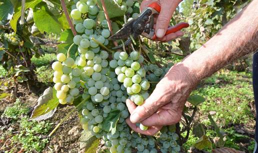 Dr. sc. Zvjezdana Markovi&cacute;: Evo &scaron;to svaki vinogradar mora znati o berbi gro&zcaron;&dstrok;a za savr&scaron;eno vino