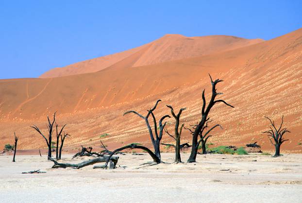 Dead Camelthorn (Acacia erioloba) Trees in Dead Vlei, Namib Naukluft National Park, Namibia.