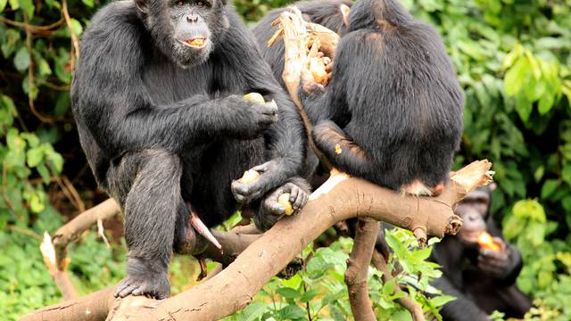 VIDEO Majmuni zadirkuju svoje prijatelje slično kao i mi ljudi
