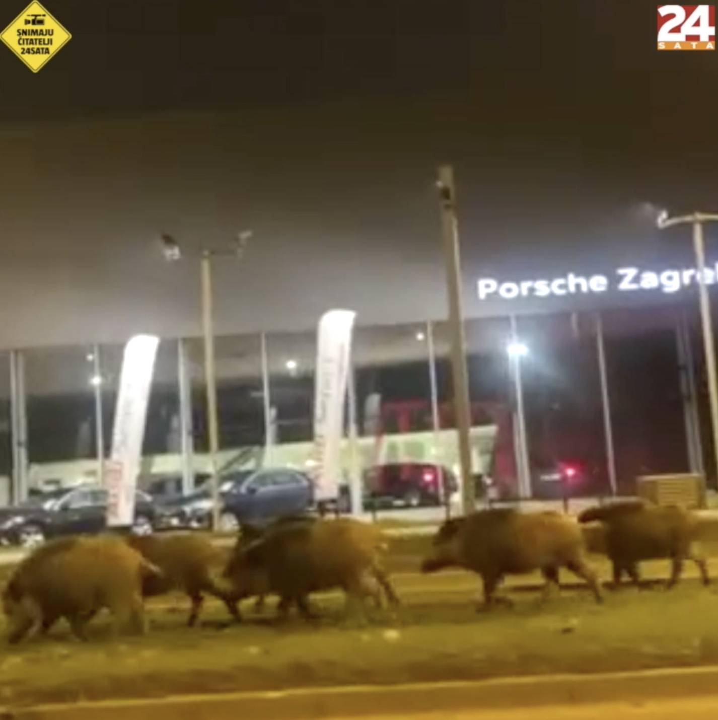Pošast divljih svinja u Zagrebu: Napale su psa i oderale mu kožu