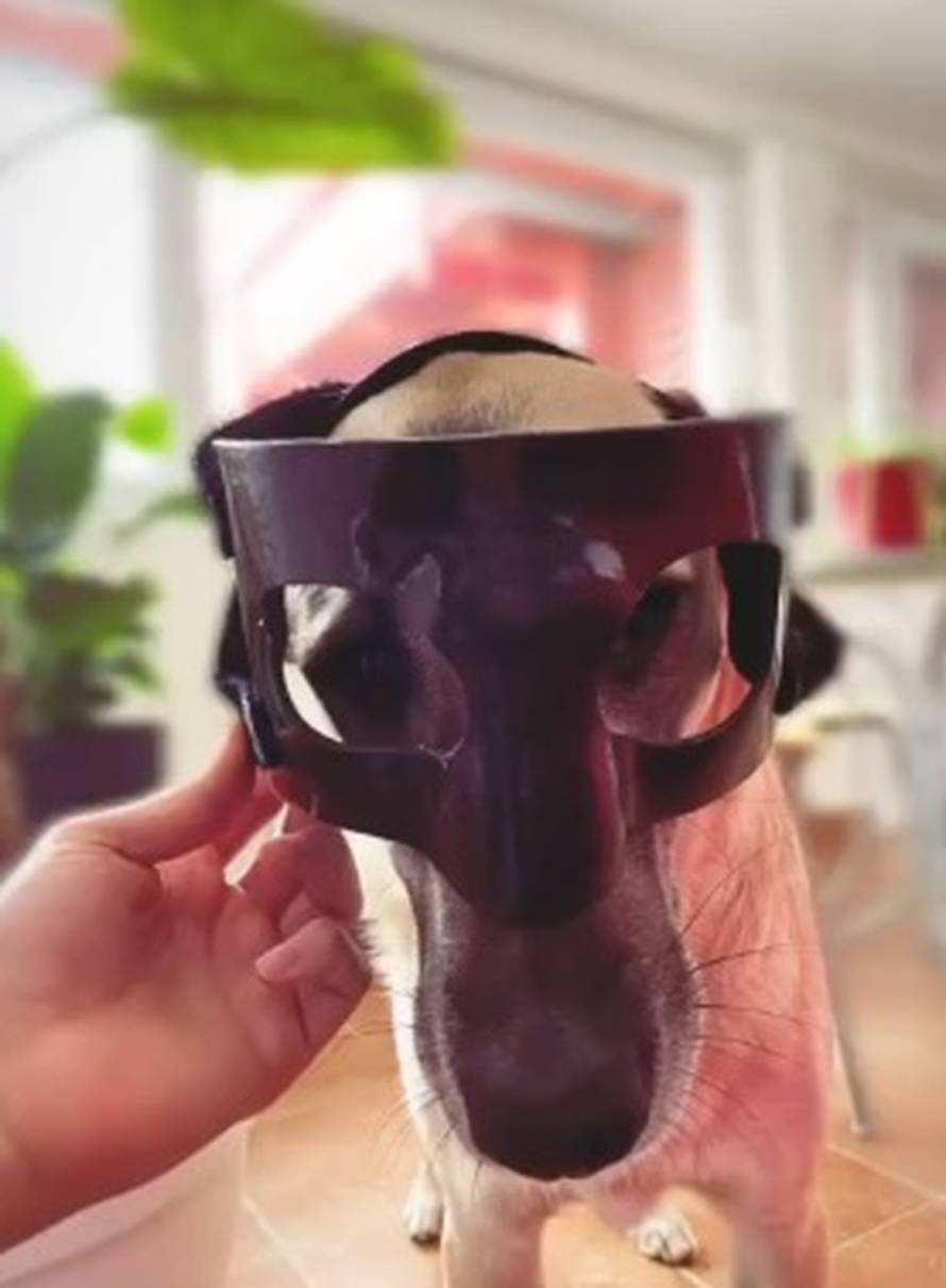 Pas Zvonkec sada nosi masku Joška Gvardiola sa SP-a u Katru