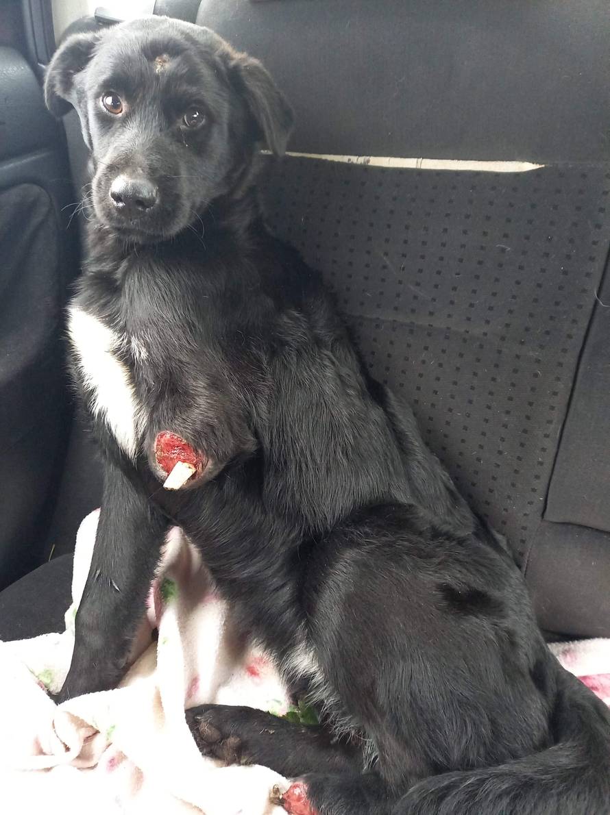 Pronašli psića odrubljenih šapa s prostrijelnom ranom na čelu: Mislimo da ga je netko bacio