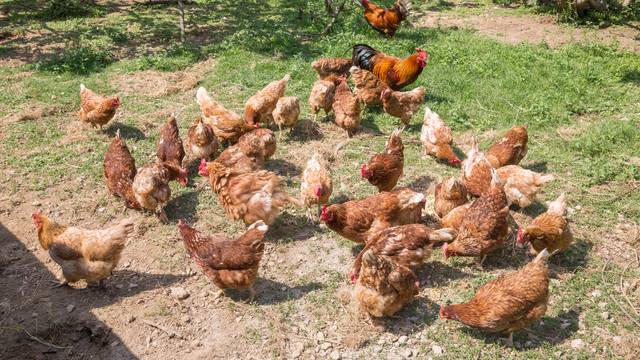 Britanski poljoprivrednici traže veću otkupnu cijenu jaja: 'Rastu troškovi hrane i energije...'